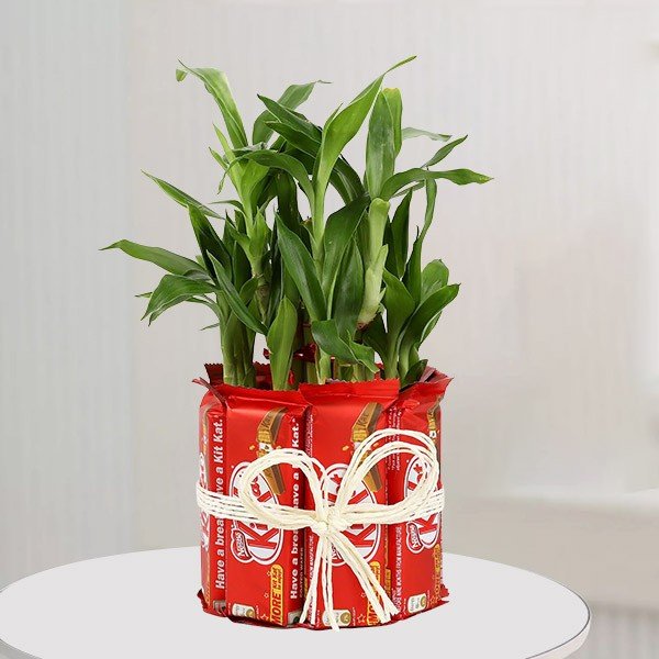 Buy / Send Lucky Bamboo with Kit Kat Chocolates Online from OyeGifts
