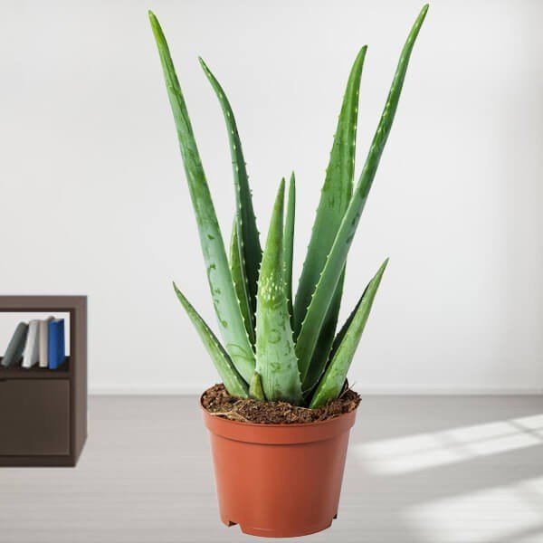 Plants