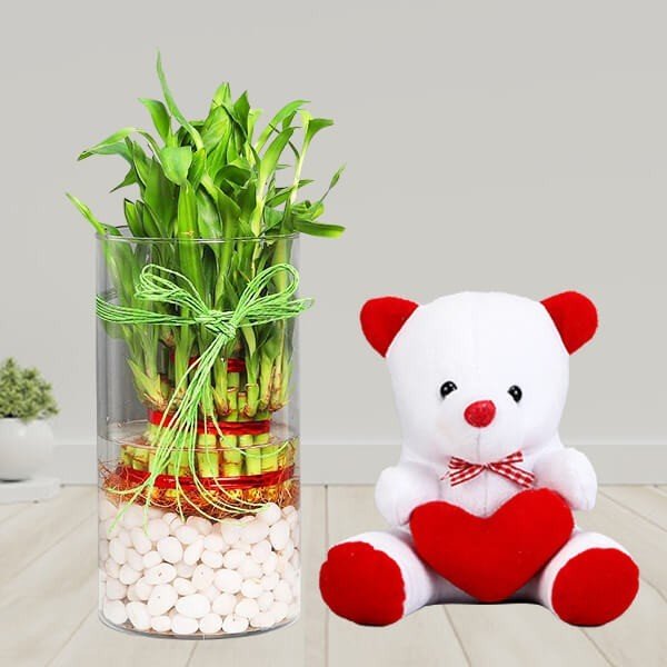Buy / Send 3 Layer Lucky Bamboo Terrarium with Teddy Online from OyeGifts