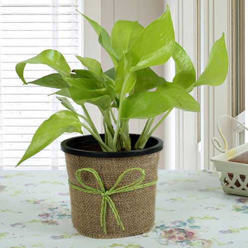 Buy/Send Gift Money Plant for Prosperity Gifts Online from OyeGifts