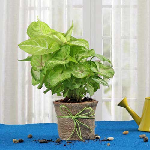 Plants