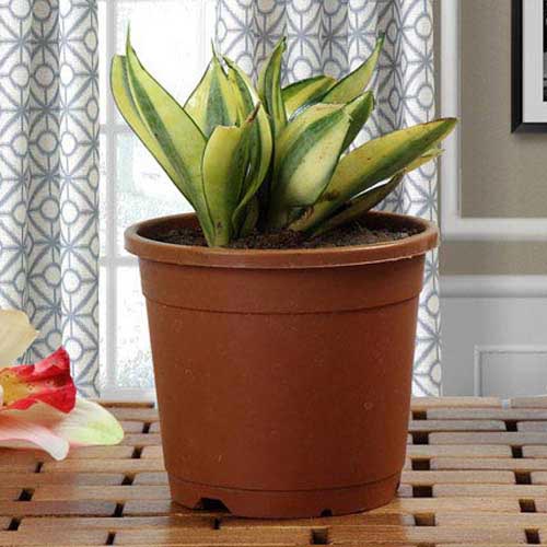 Buy/Send Lush Green Sansevieria - Plant Gifts