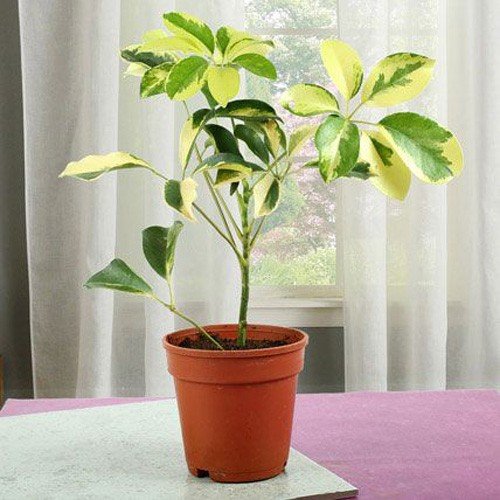 Buy Elegant Schefflera Plant online from OyeGifts