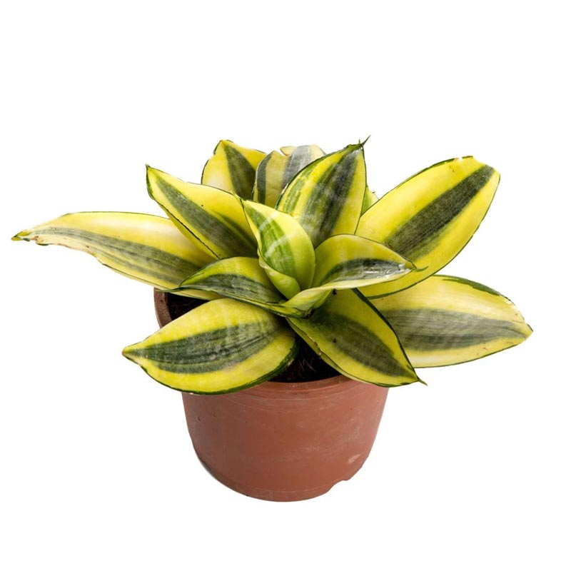Plants