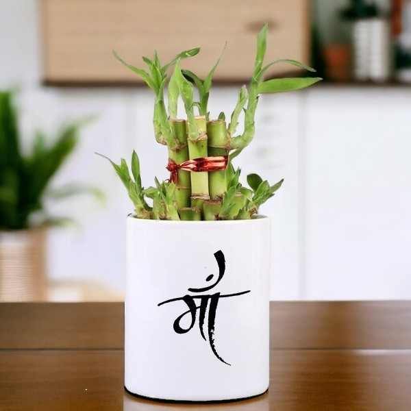 Buy or Order 2 Layer-Bamboo Plant In Maa Online | Same Day Delivery Gifts 
