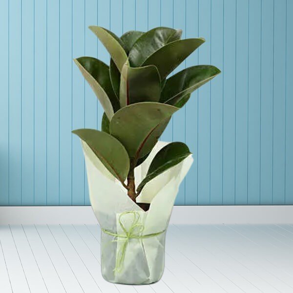 Buy or Order Delightful Rubber Plant Online | Same Day Delivery Gifts 