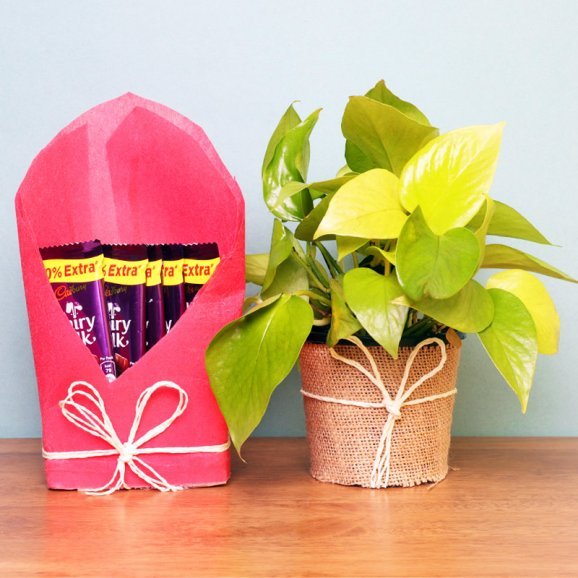 Buy or Order Natural Money Climber - Same Day Delivery Gifts : OyeGifts