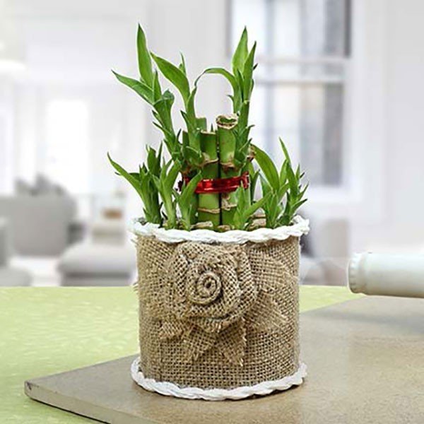 Lucky Bamboo Plant | Send Lucky Bamboo Plant