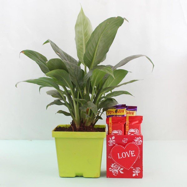 Buy/Send Heartwarming Peace Lily Combo Online