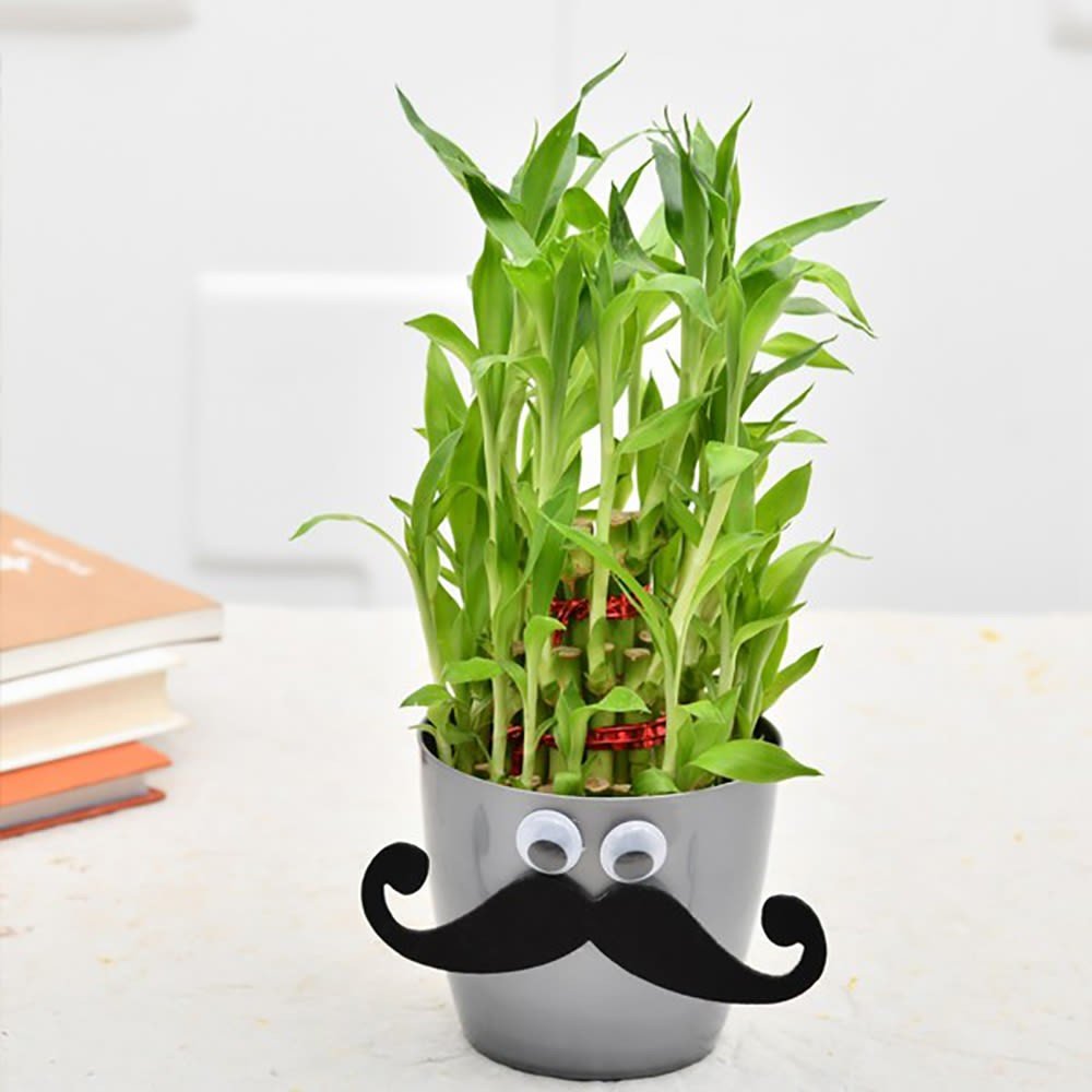 Dazzling Lucky Bamboo For Father
