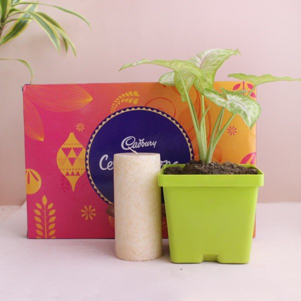 Buy or Order Best Diwali gift Online