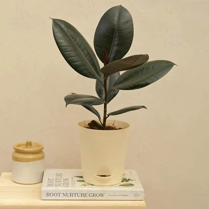 Buy Rubber Plant - Order Plants Online