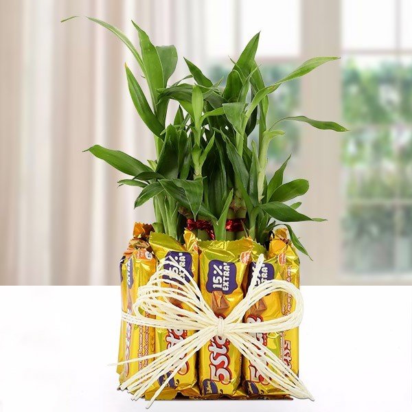 Buy or Order Five Star Lucky Bamboo Combo Online | Midnight Gifts Online 
