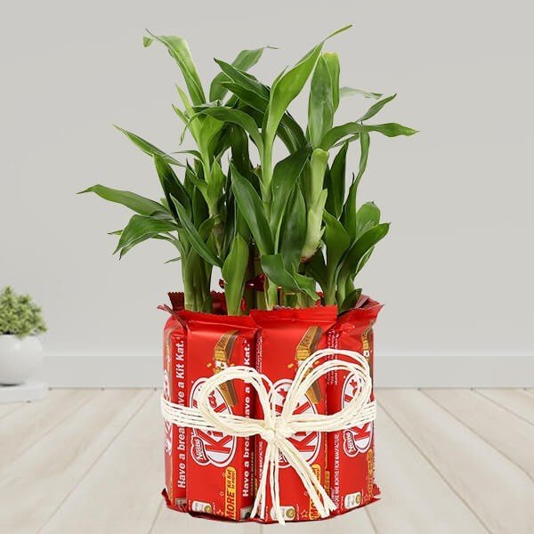 Buy or Order Kitkat With Two Layer Lucky Bamboo Online | Midnight Gifts Online 