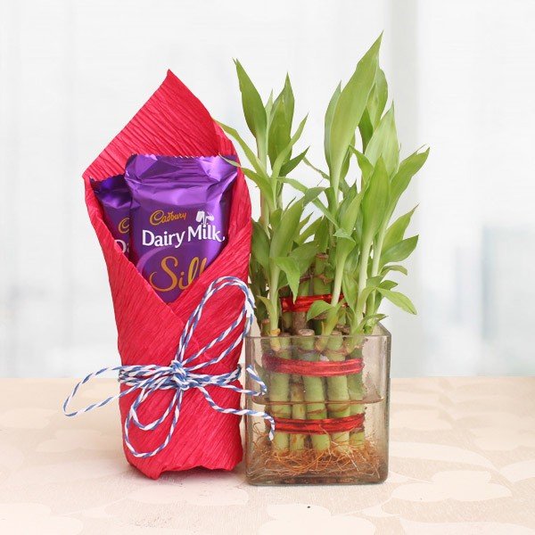 Buy or Order 2 Layer Lucky Bamboo with Silk Online