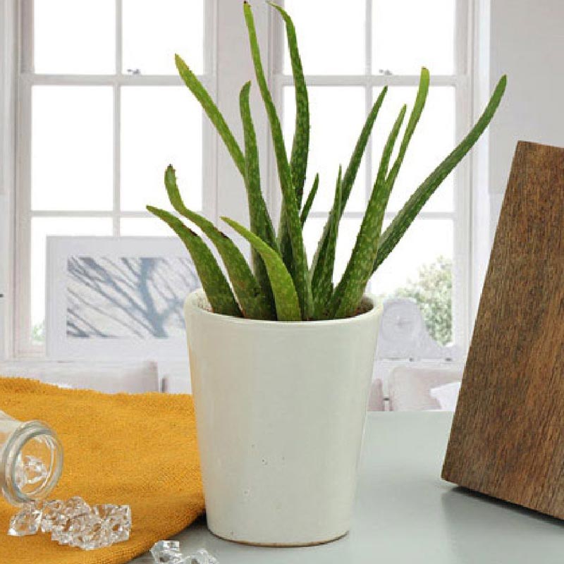 Plants