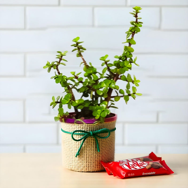 Buy or Order Jade Plant With Kitkat Online | Same Day Delivery Gifts 