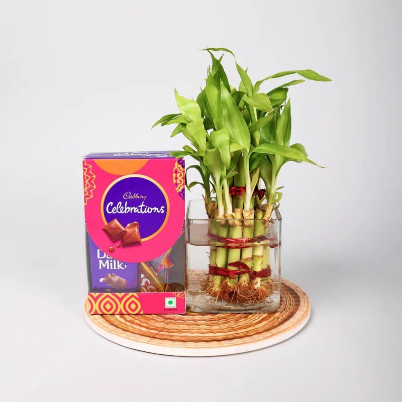 Buy Bamboo Plants With Celebration Pack Hamper - Order Plants Online