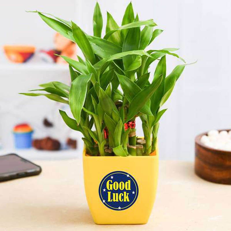 Buy 2 Layer lucky Bamboo for love - Order Plants Online