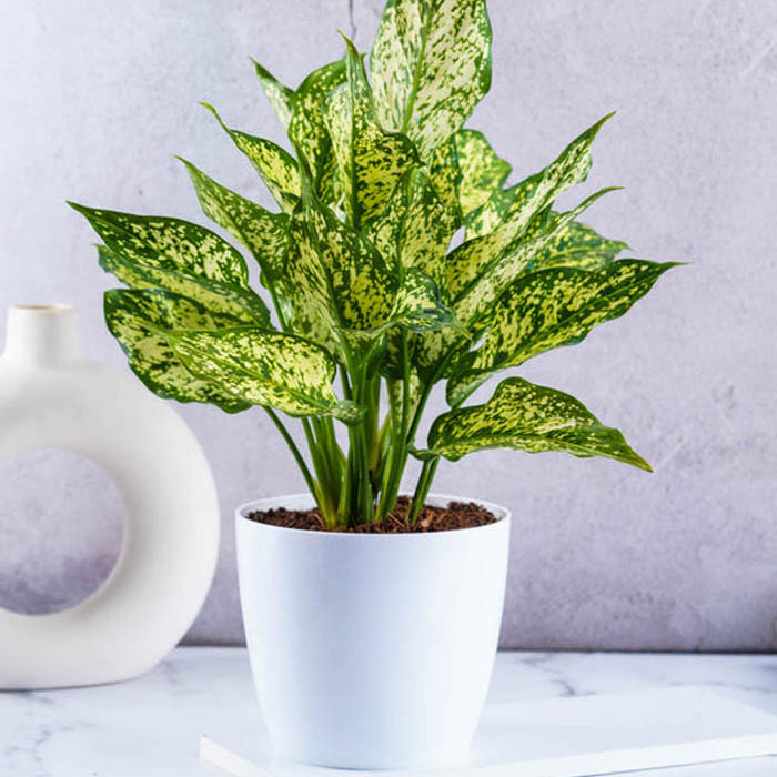 Buy Exotic Aglaonema Snowwhite Plant - Order Plants Online