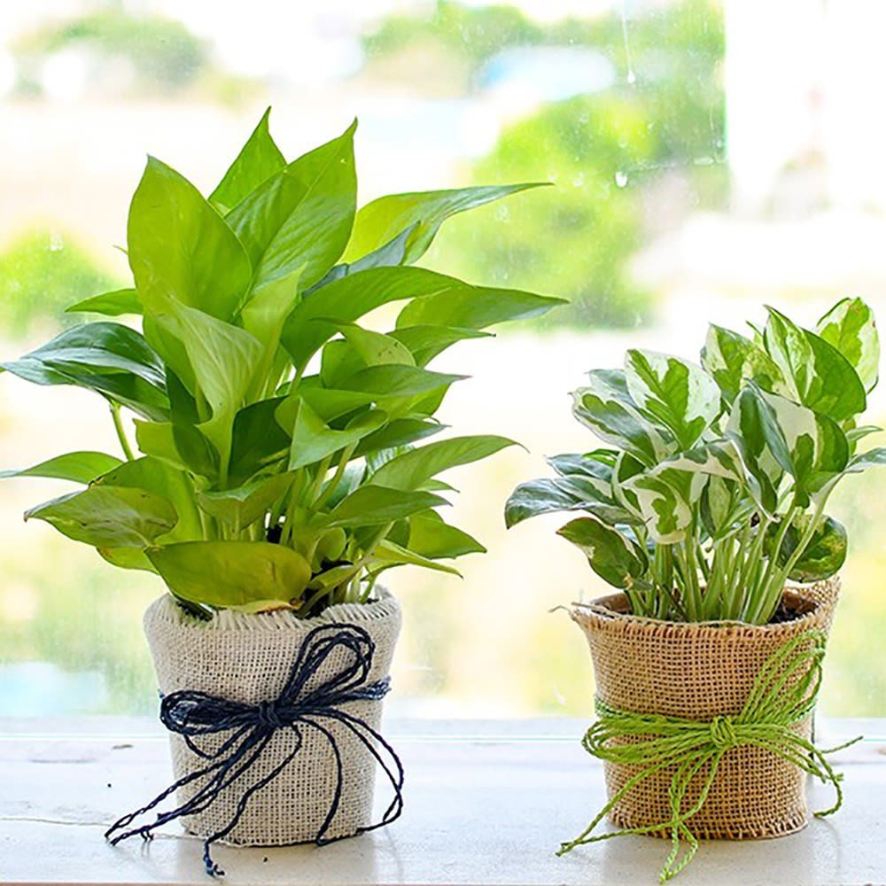 Buy/Send Magnificent Money Plants In Jute Wrap For Happy Moments Gifts Online from OyeGifts