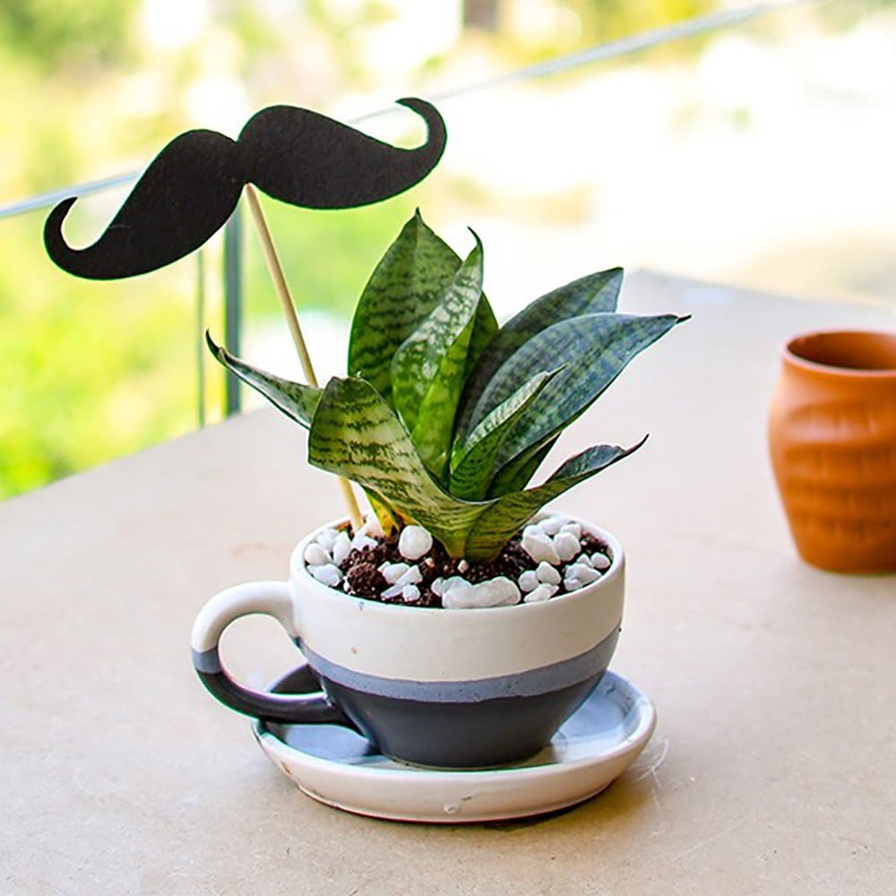 Buy or Order Elegant Sansevieria With Ceramic Cup For Energetic Dad_x000D_
 Online , India's Best Gifting Website