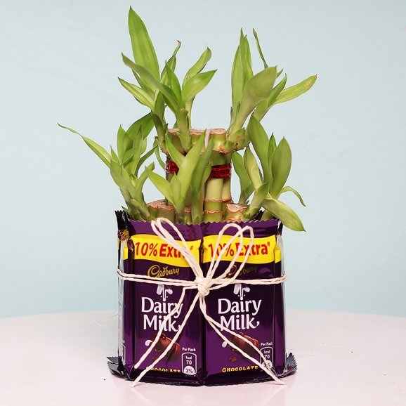 Buy or Order Charming 2 Layer Bamboo Plant - Midnight Gifts Delivery Online : OyeGifts