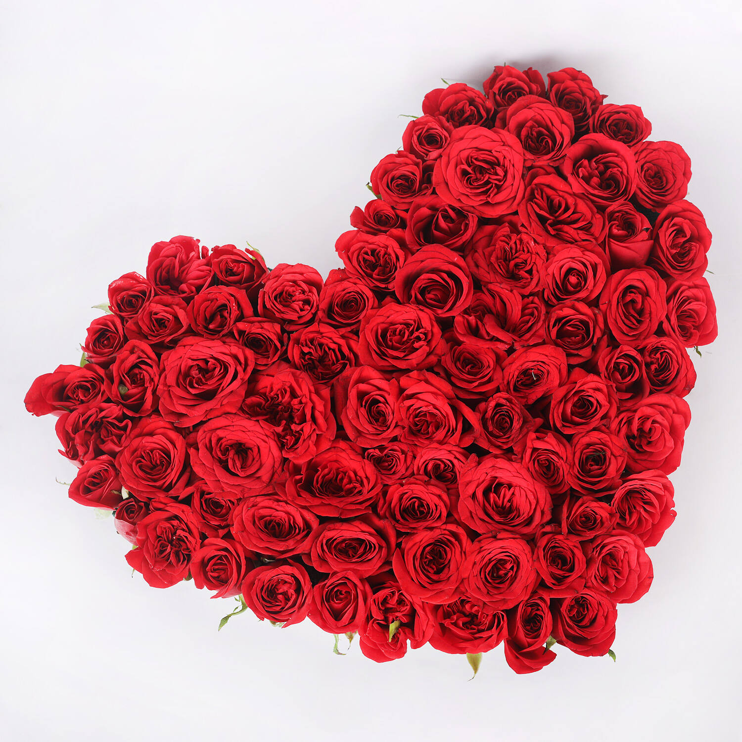 Affection with Rose |