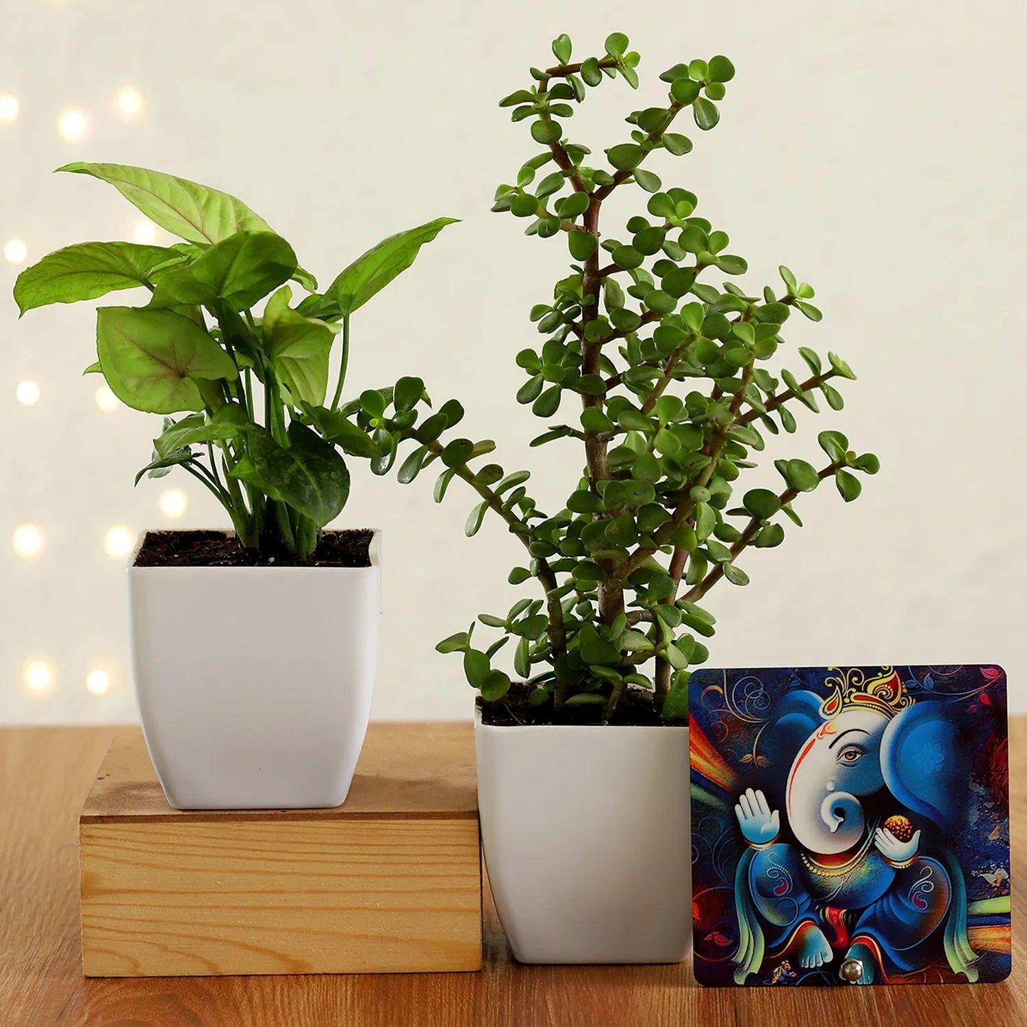 Jade and Money Plant Harmony with Ganesha |