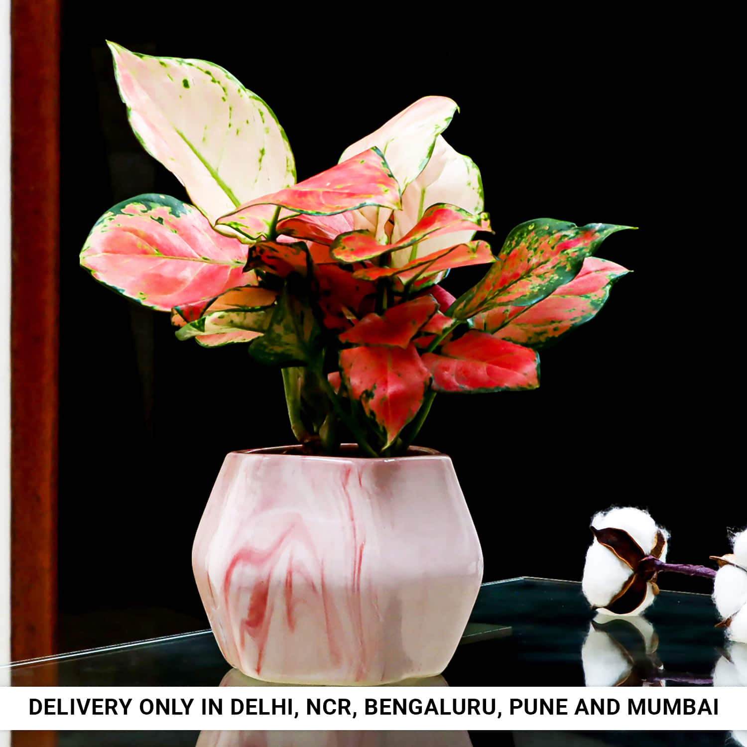 Aglonema Plant in Pink Hexagon Pot |