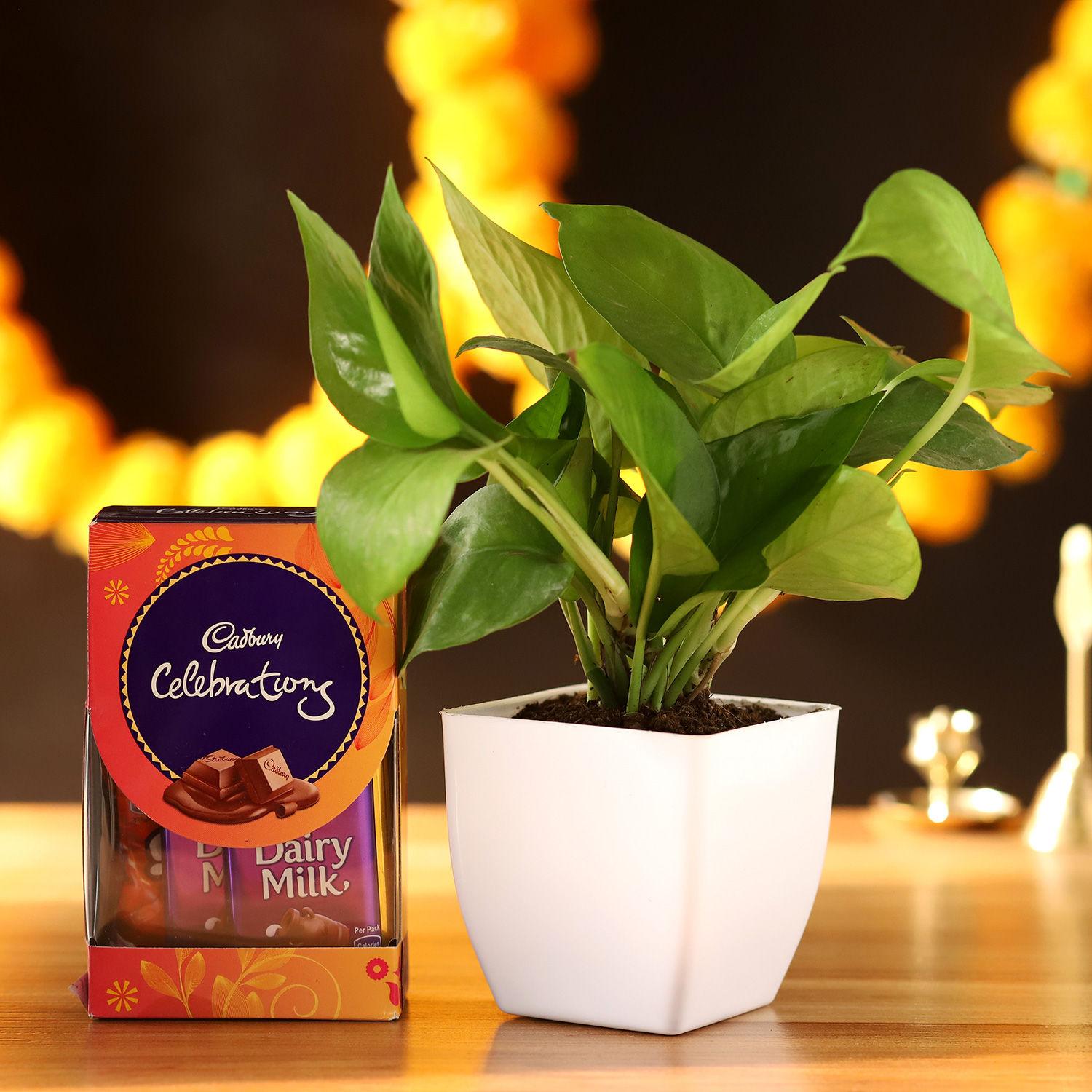 Money Plant Abundance with Cadbury Celebrations |