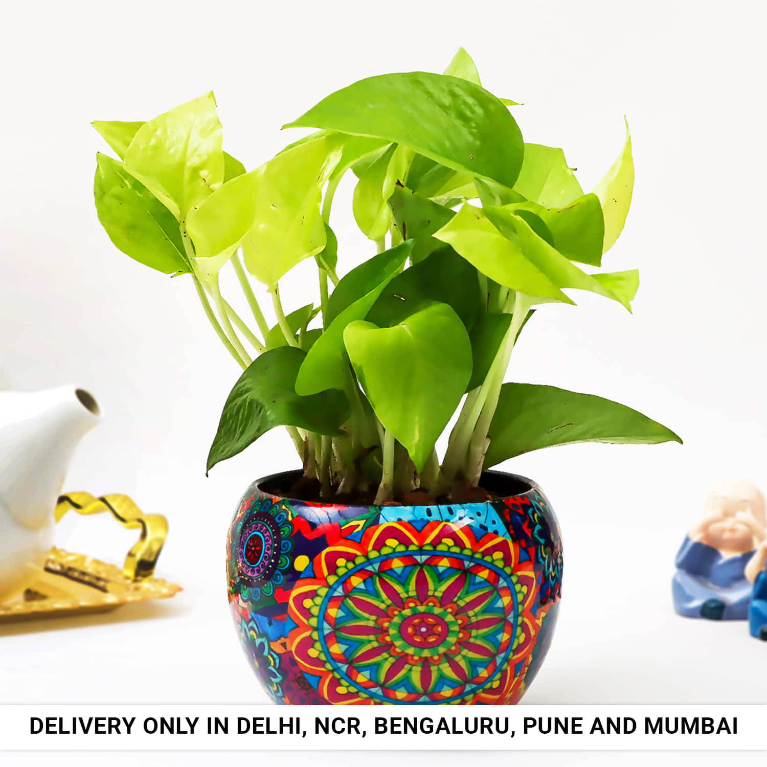 Evergreen Rajwada Potted Money Plant |