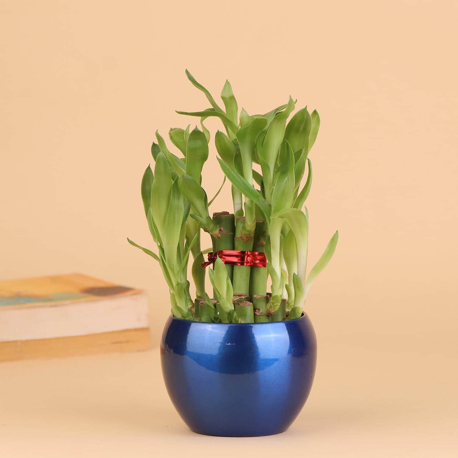 Happy And Wealthy Bamboo Plant |