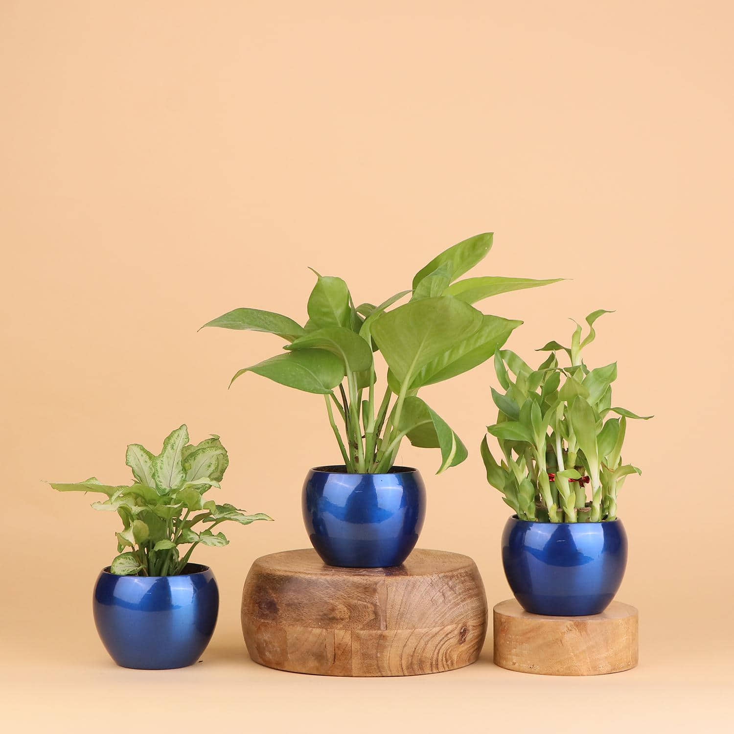 Vibrant Green Plant Gift Trio |