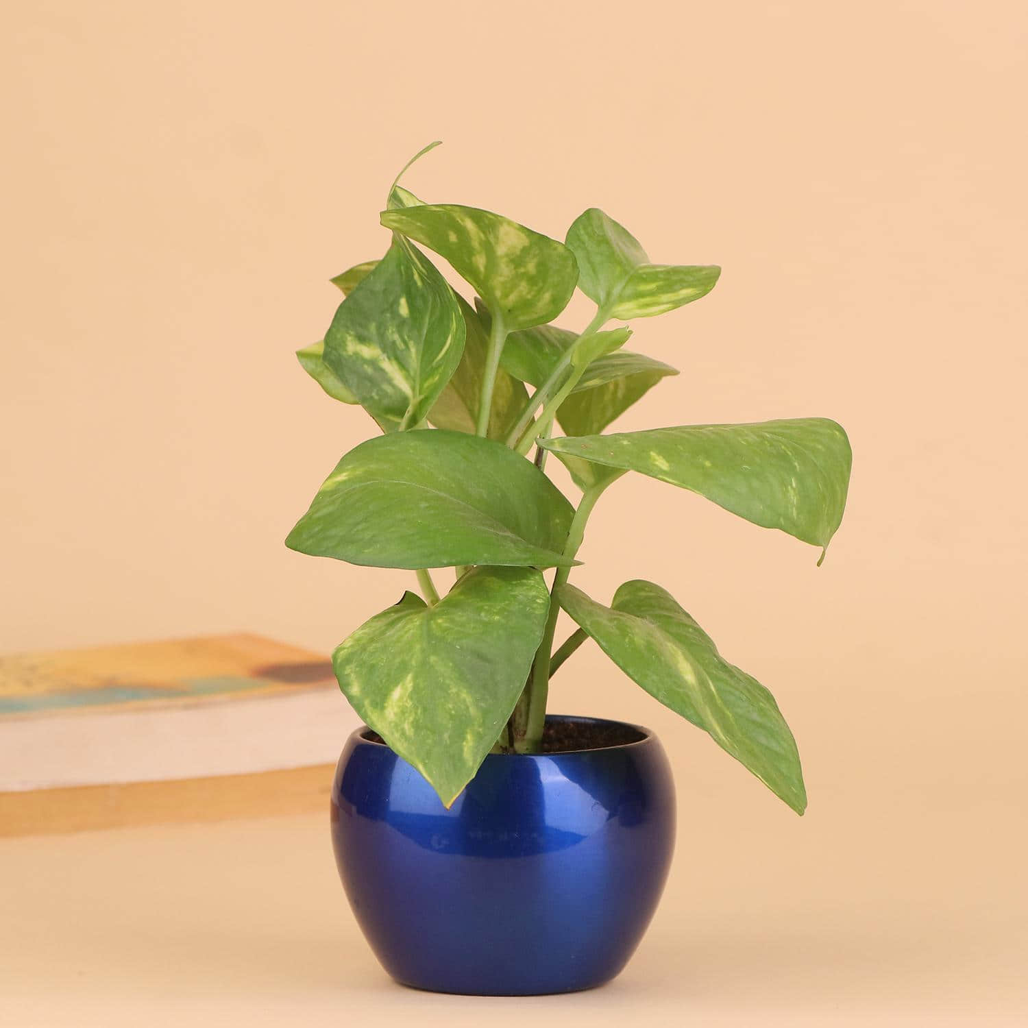 Coin Resembling Money Plant |