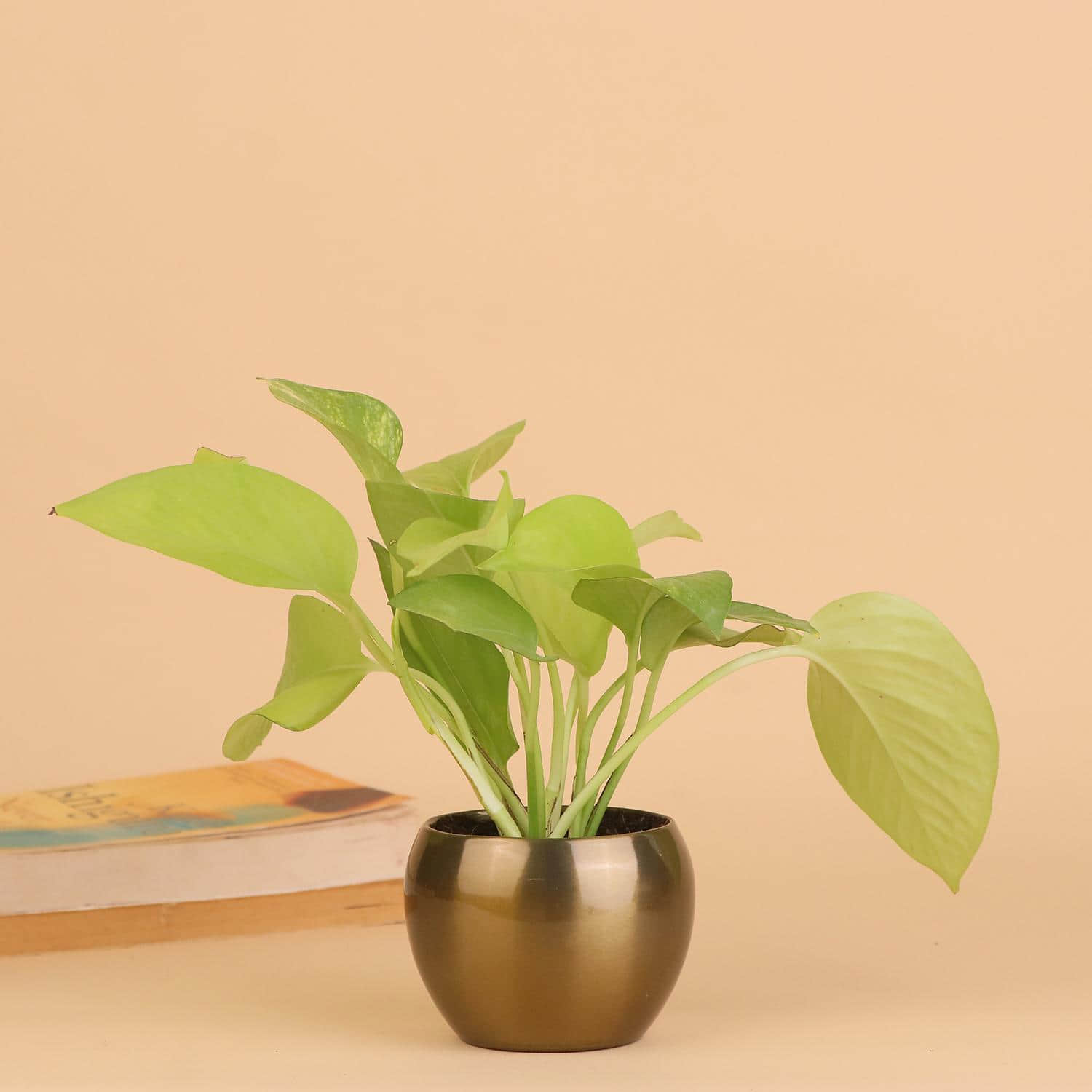 Indoor Attractive Money Plant |