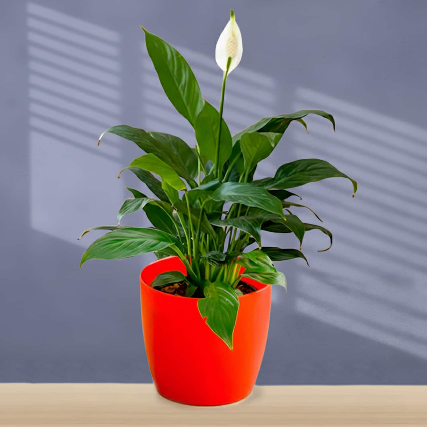 Buy Online Peace Lily To Refresh Your Mood From  |