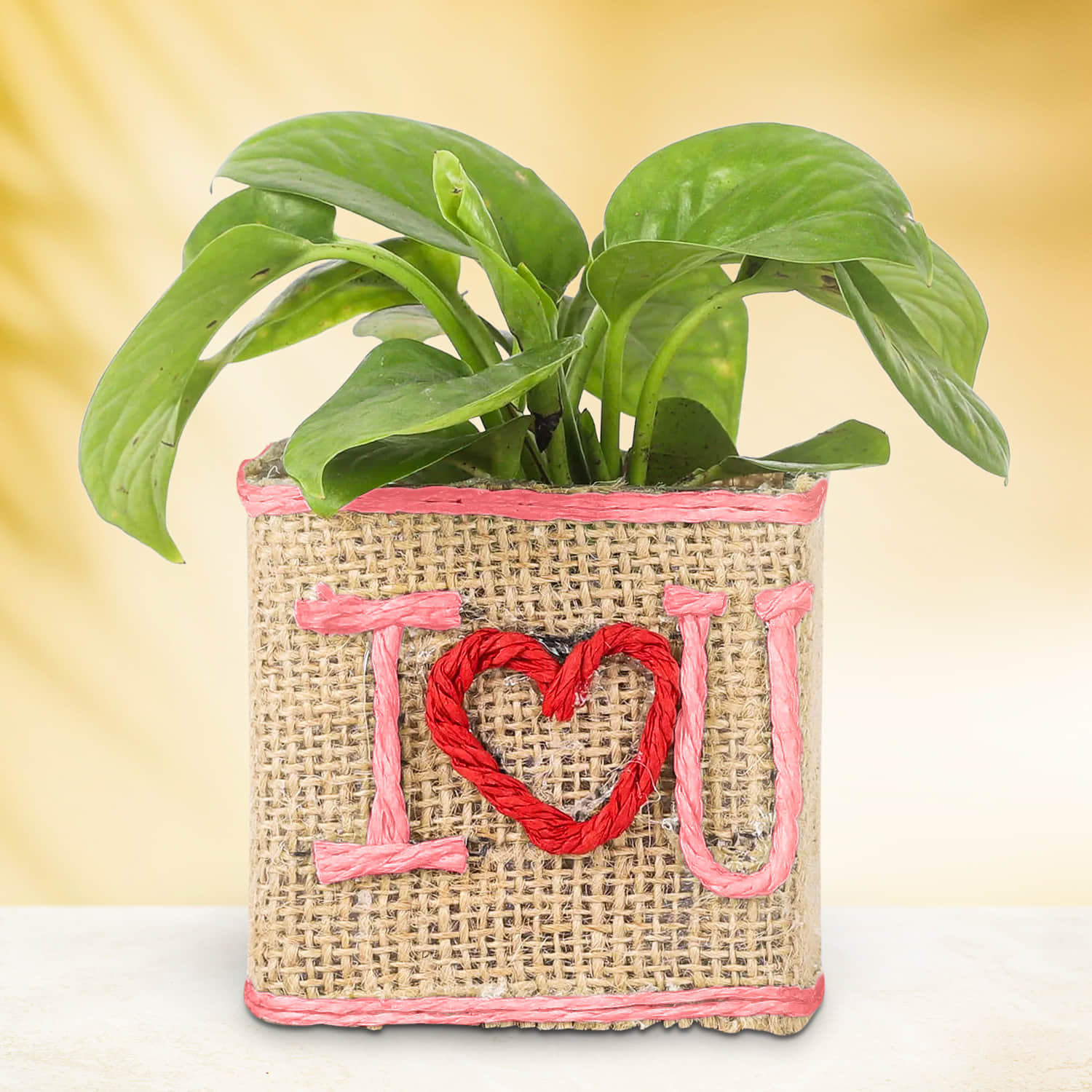I Love you Money Plant |