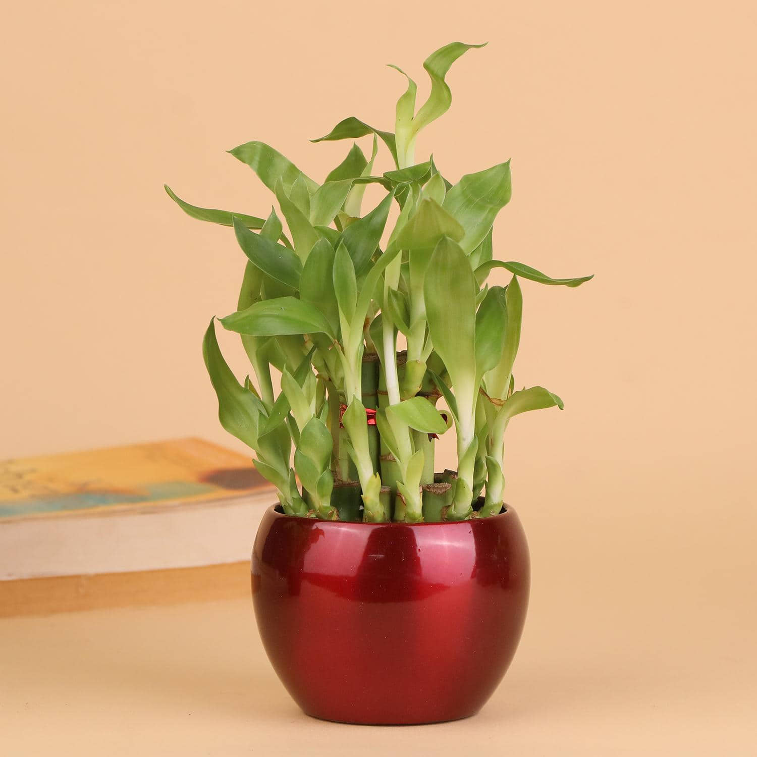 Grab The Luck Bamboo Plant |