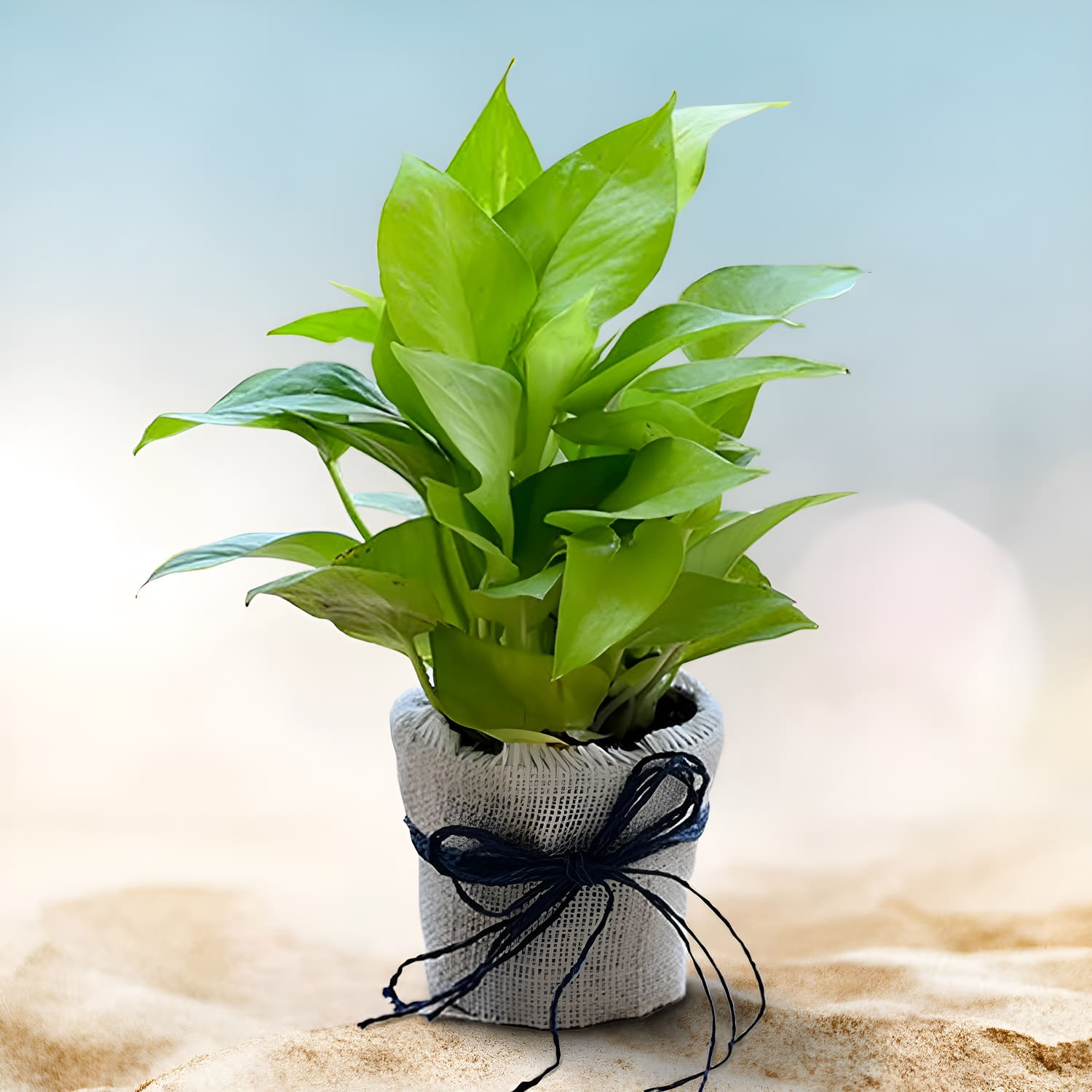 Buy Jute Wrapped Money Plant To Enhance Beauty of Your Home |
