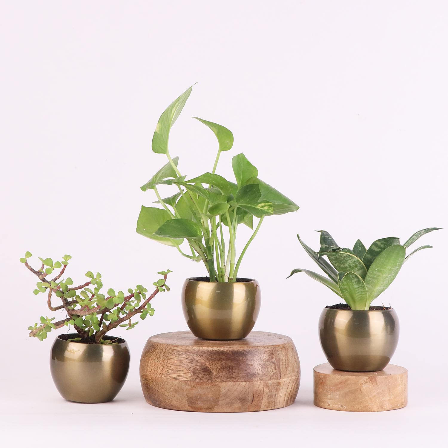 Feel Blessed Plant Combo Gift |