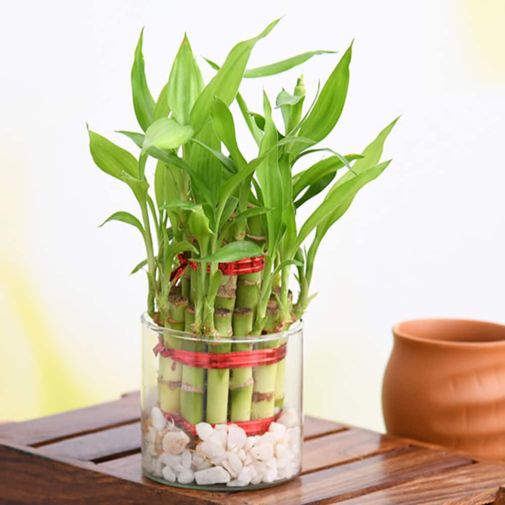 Buy Gift 2 Layer Lucky Bamboo for your Loved Ones From  |