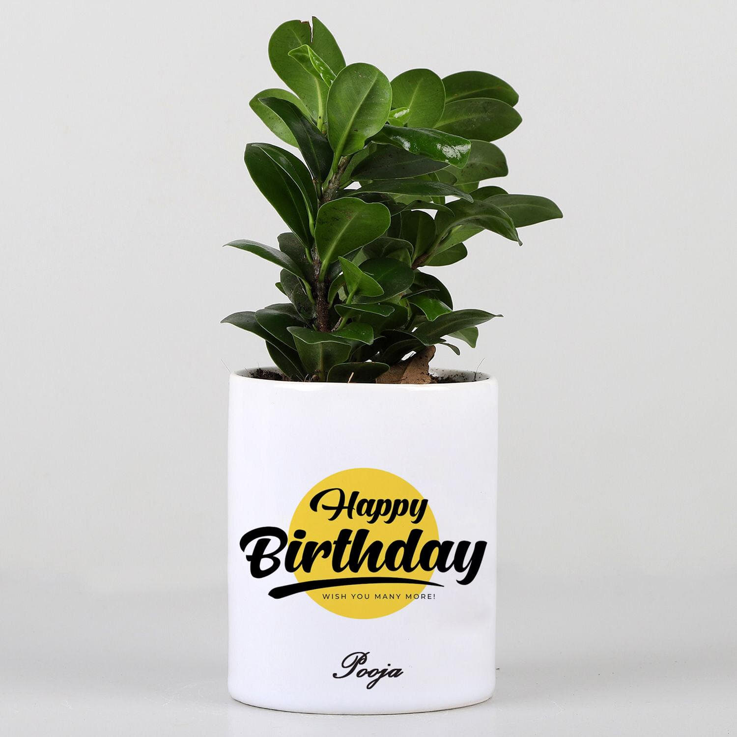 Happy Birthday Personalised Ficus Compacta Plant |