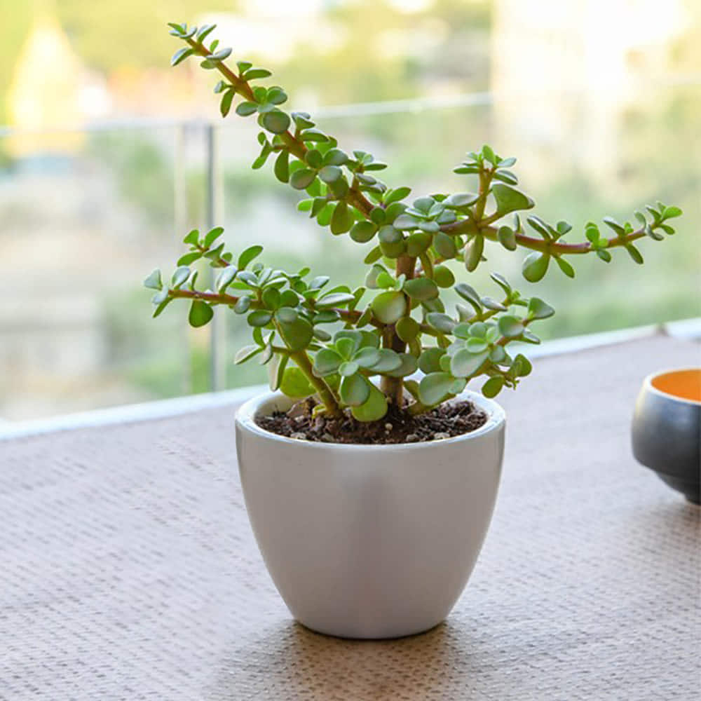 Spread Luck and Happiness with Jade plant |