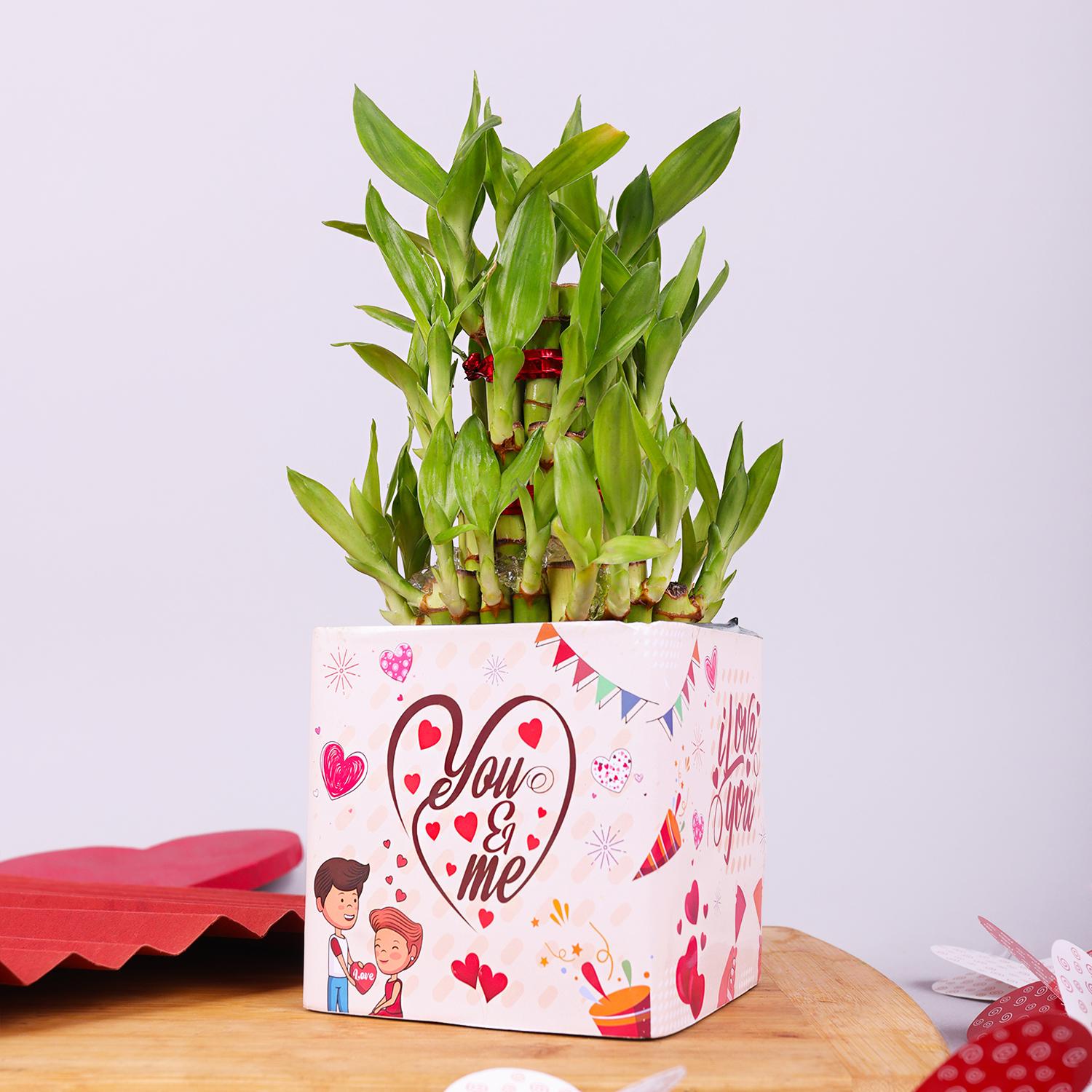 Lucky Love Bamboo Plant |
