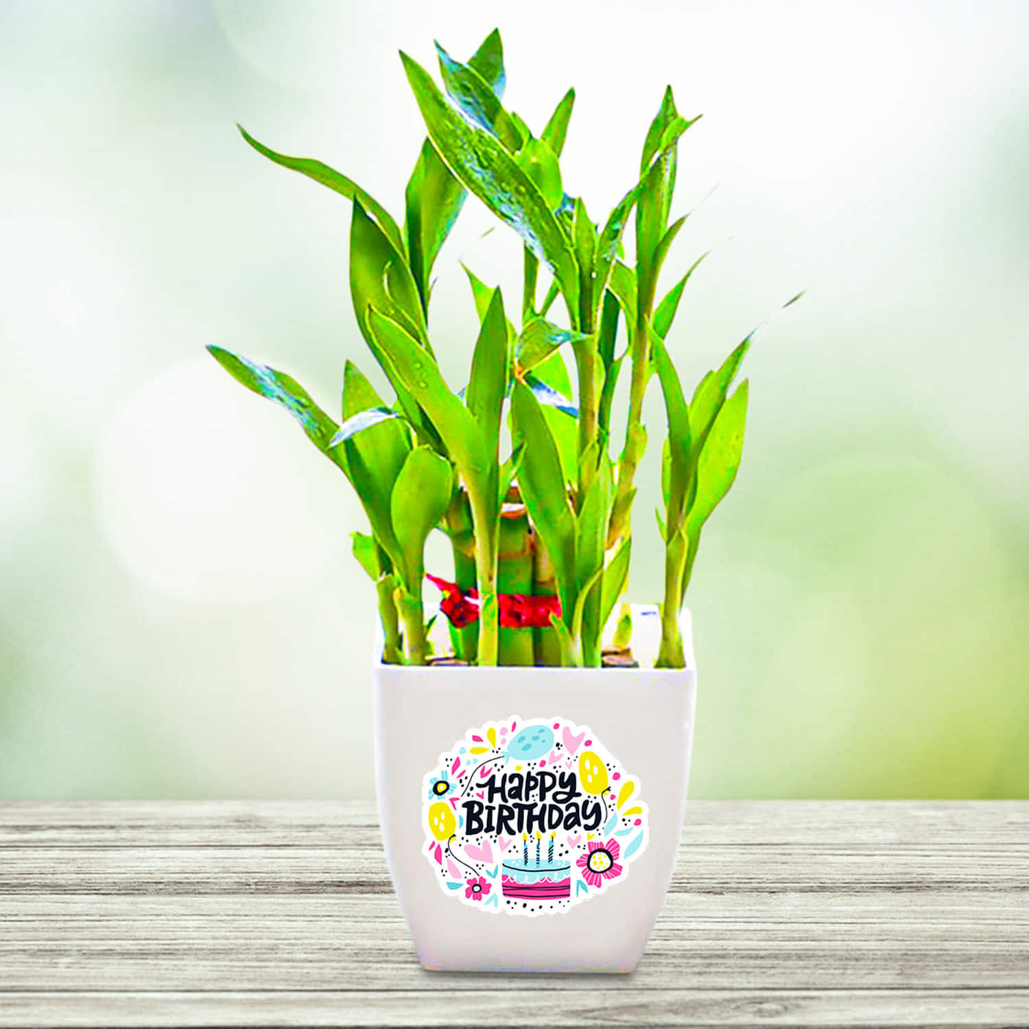 Buy Online Good Luck Birthday Wish Bamboo Plant From  |