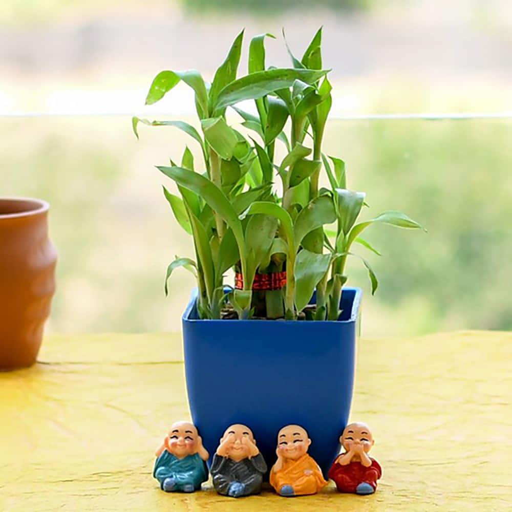 Buy Online Alluring Lucky Bamboo for AC Office Desk |