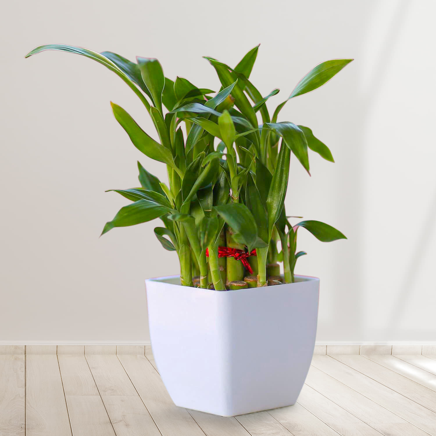 Pretty Lucky bamboo |