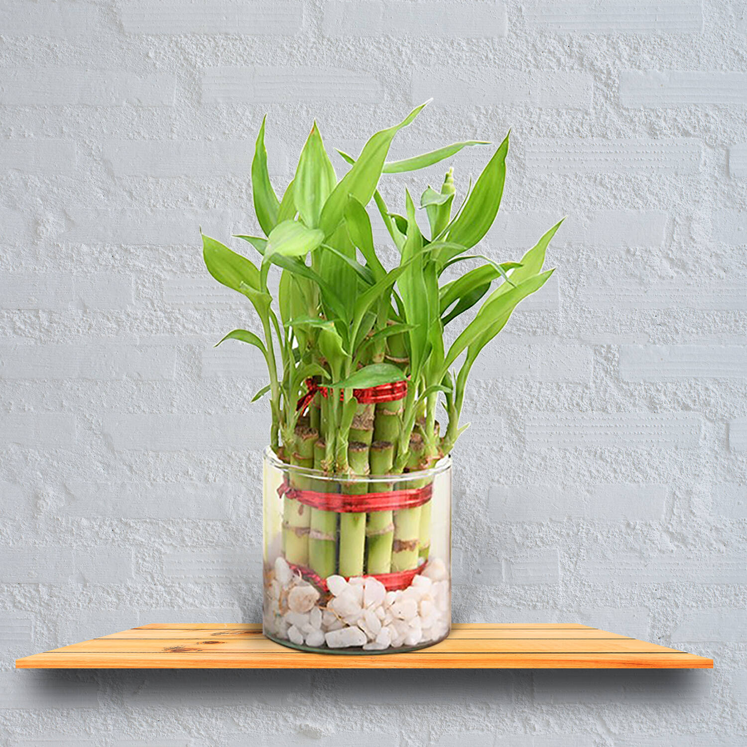 Order Online Double Layer Lucky Bamboo Plant |