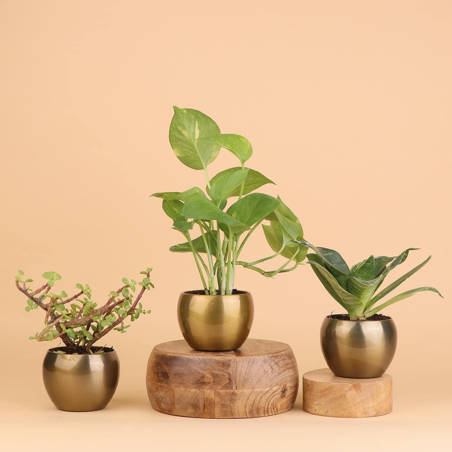 Bring Good Luck Plants Trio |